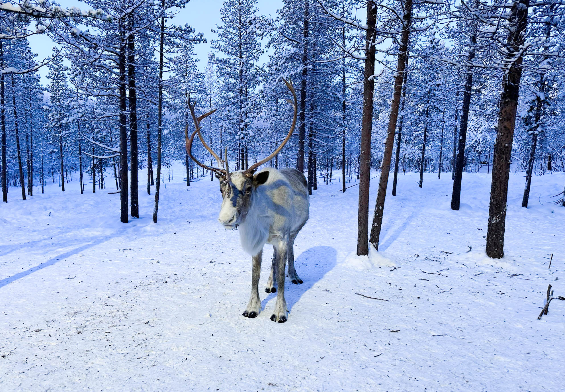 Саамская деревня